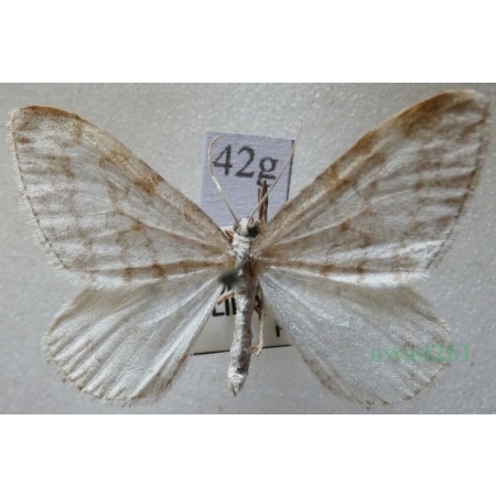 Mesotype verberata (Scopoli, 1763) male Peryzoma żyłkowana Czech42g